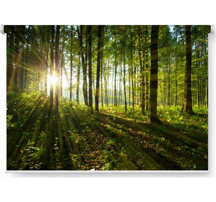 Rolgordijn bomen gouden zonneburst bossen - TenStickers