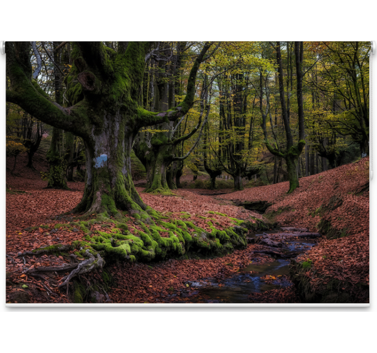 Rolgordijn bomen betoverd herfstbos - TenStickers