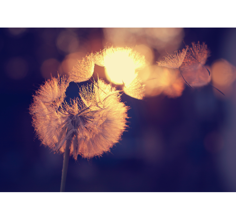 Rolgordijn keuken paardenbloemdesign - TenStickers