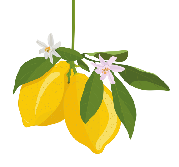 Rolgordijn keuken citroenboom - TenStickers