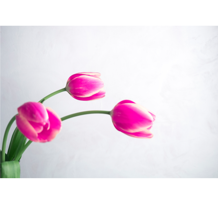 Wit rolgordijn met drie tulpen op witte achtergrond - TenStickers