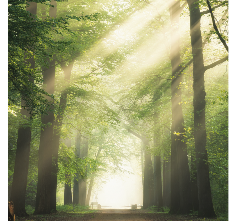 Rolgordijn woonkamer groen bos met de zon - TenStickers