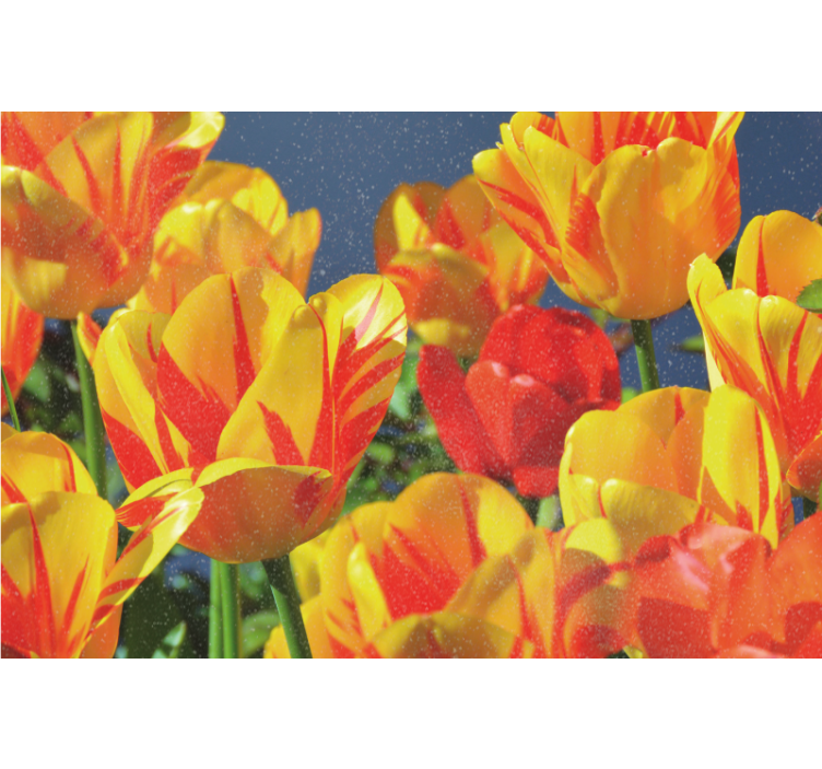 Rolgordijn woonkamer rode en gele tulpen - TenStickers