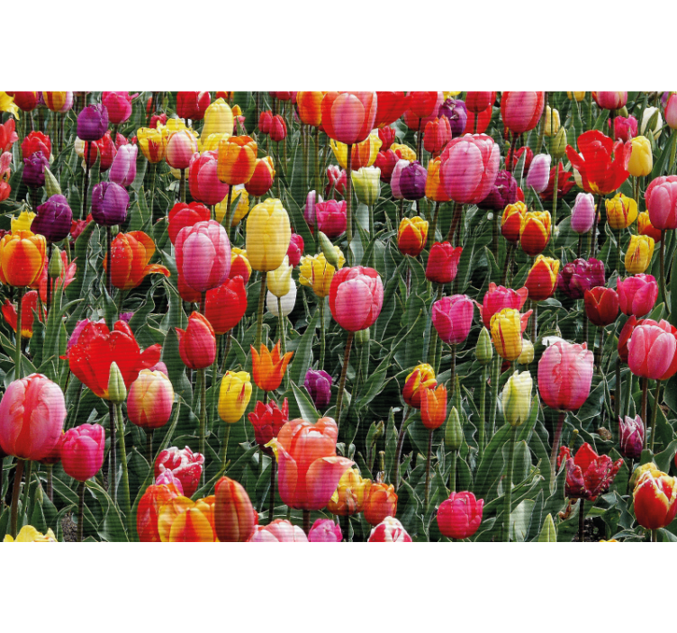 Rolgordijn woonkamer meerdere tulpen in een veld - TenStickers