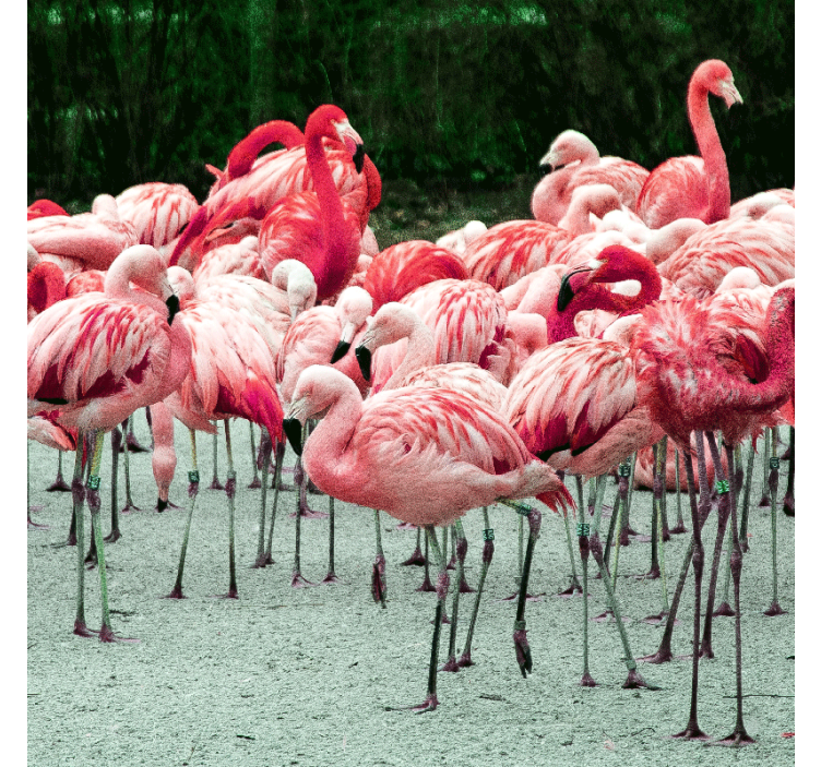 Rolgordijn woonkamer mooie flamingo's op water - TenStickers