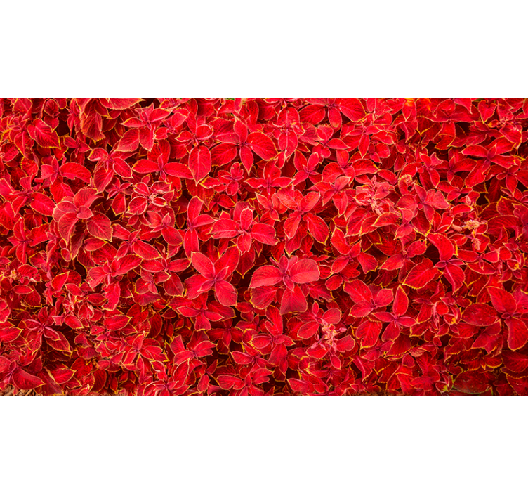 Rolgordijn rood met bloemetjespatroon - TenStickers