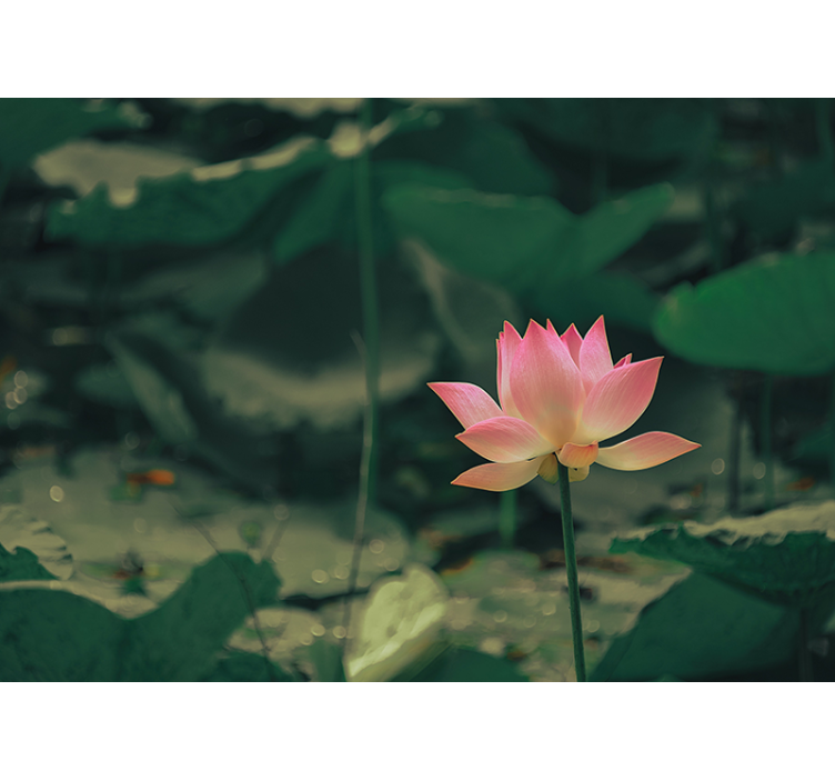Rolgordijn groen roze bloem - TenStickers