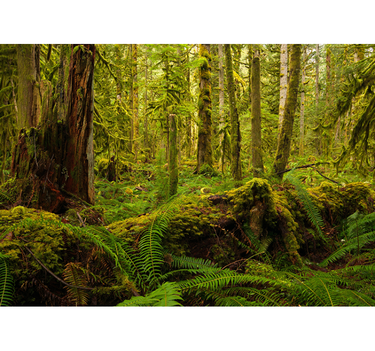 Rolgordijn woonkamer bosgroen - TenStickers
