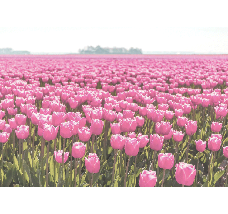 Rolgordijn woonkamer veld met verschillende roze tulpen - TenStickers