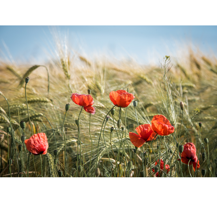 Rolgordijn woonkamer poppies in zomergerst - TenStickers