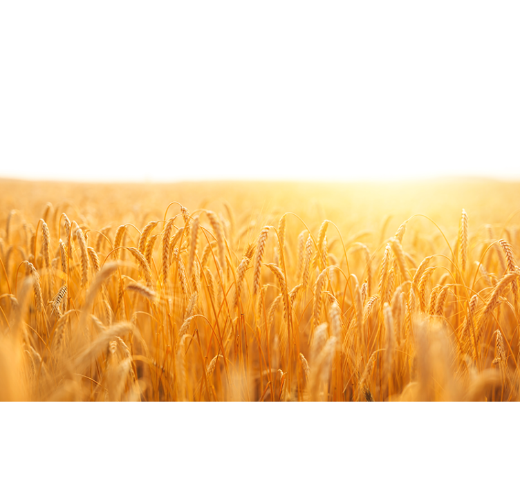 Rolgordijn woonkamer in kleurenthema van tar fields - TenStickers