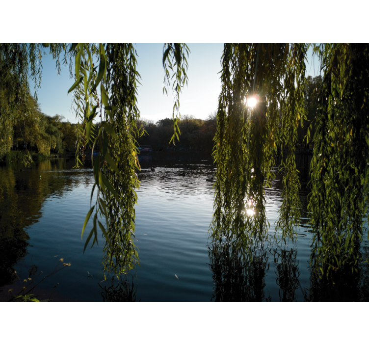 Rolgordijn woonkamer met poolse wilgenbomen - TenStickers