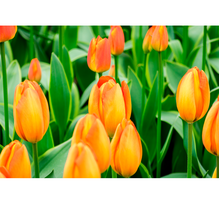 Rolgordijn woonkamer oranje tulpen bloemen - TenStickers