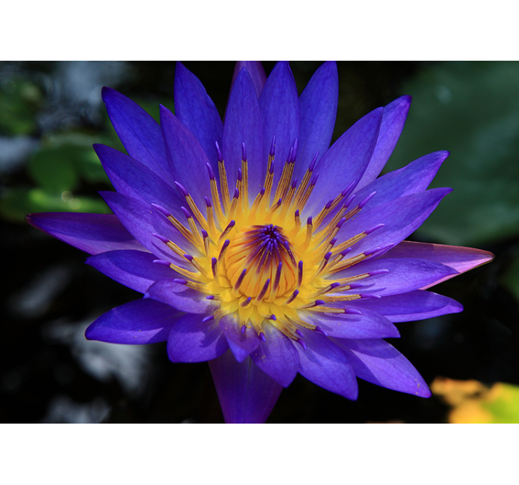 Rolgordijn woonkamer paarse loto bloem - TenStickers