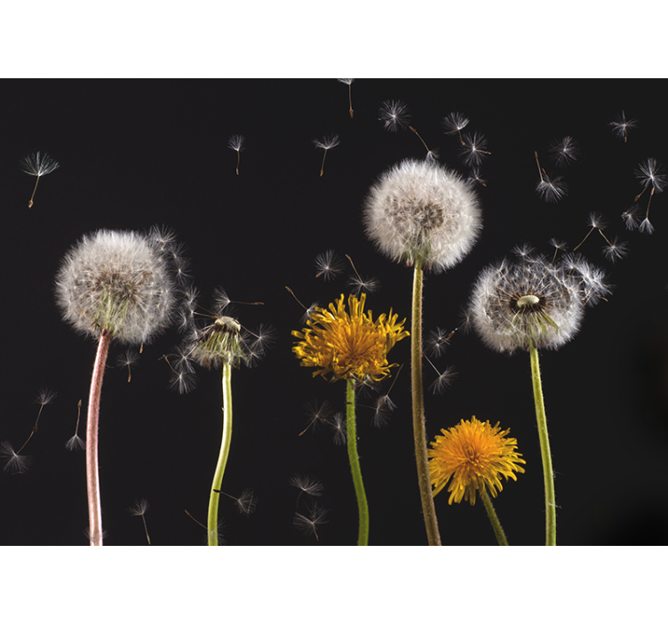 Rolgordijn woonkamer paardenbloem natuur - TenStickers