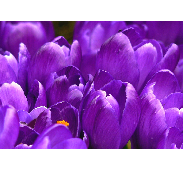 Rolgordijn woonkamer paarse rozen - TenStickers