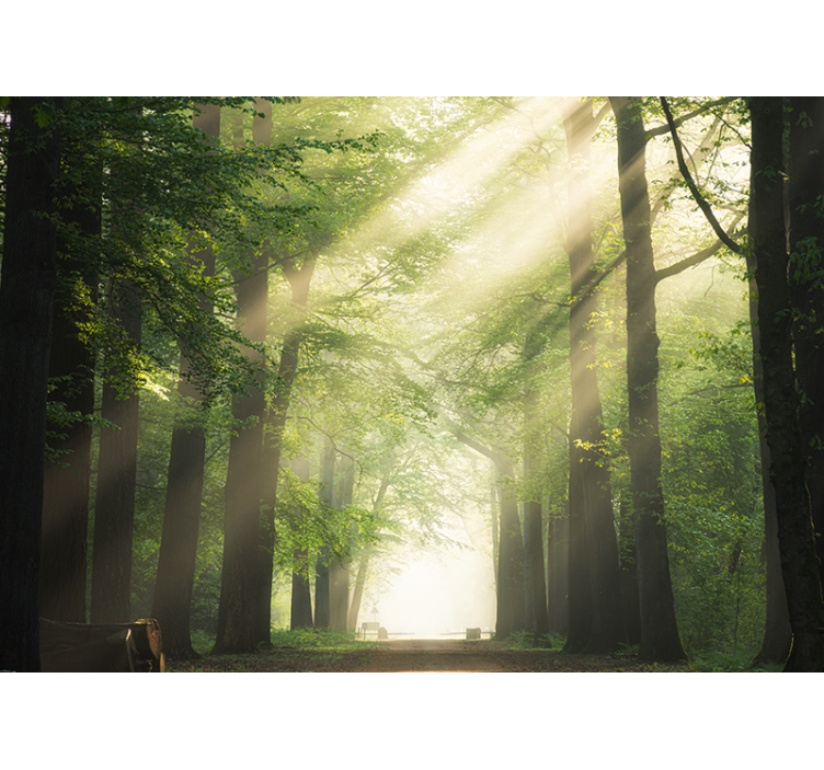 Rolgordijn woonkamer boom met zonnestraal - TenStickers