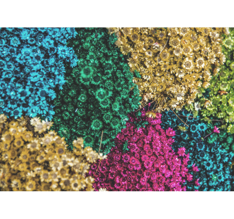 Rolgordijn woonkamer met regenboogmadeliefjes - TenStickers