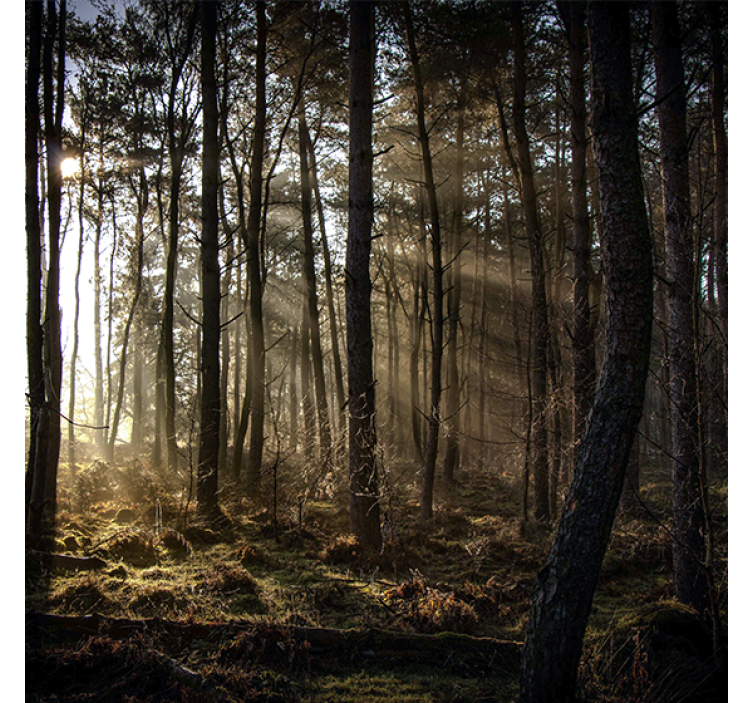 Rolgordijn woonkamer natuur zonsopgang in het bos - TenStickers