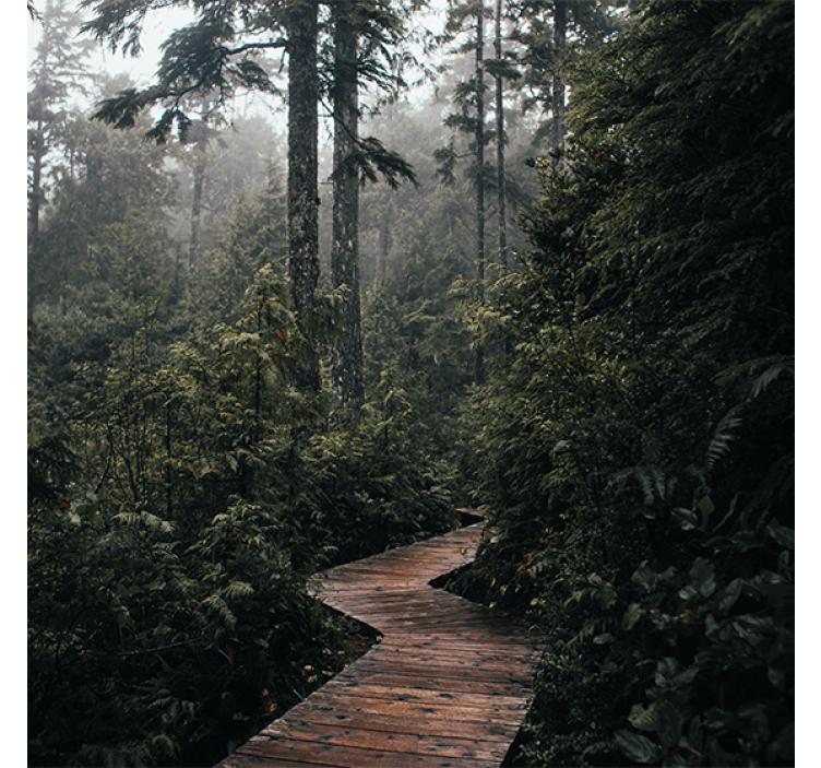 Rolgordijn woonkamer pad in het bos - TenStickers