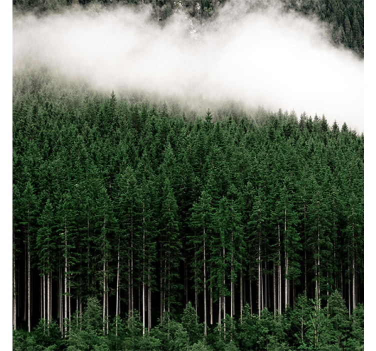 Rolgordijn woonkamer natuur luchtfoto van dennen - TenStickers