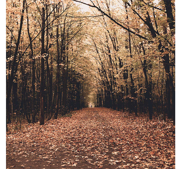 Rolgordijn woonkamer "natuur" prachtig bos in de herfst - TenStickers