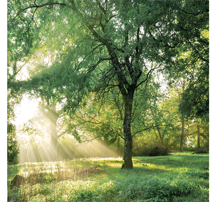 Rolgordijn woonkamer natuur groenachtig ochtendbos - TenStickers
