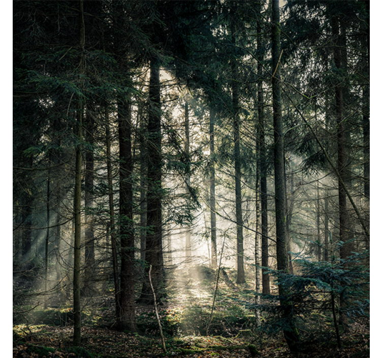 Rolgordijn woonkamer "natuur" bos met donkere tinten dag - TenStickers