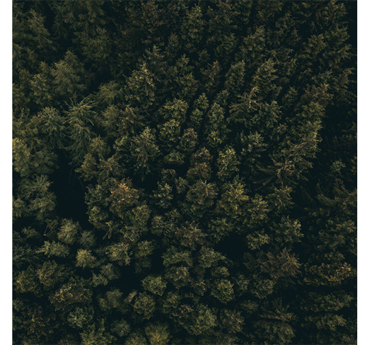 Rolgordijn woonkamer luchtfoto groene bruine dennen - TenStickers