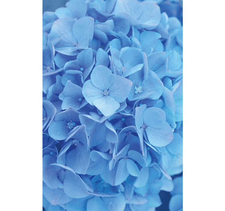 Rolgordijn bloemen Hortensia - TenStickers