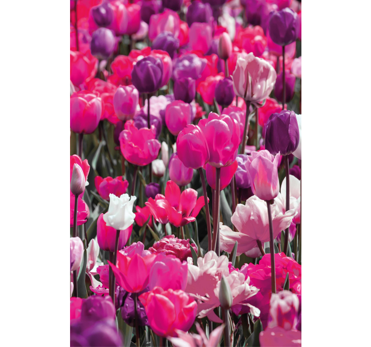 Paarse tulp bloeit rolgordijn bloemen en planten - TenStickers