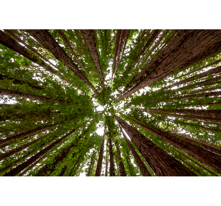 Raambekleding woonkamer Aquarella van hoog bos - TenStickers