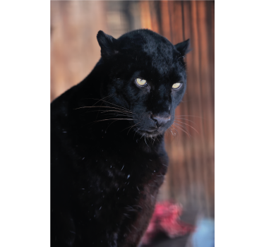Rolgordijn woonkamer leopard stalking - TenStickers