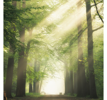 Rolgordijn woonkamer groen bos met de zon - TenStickers