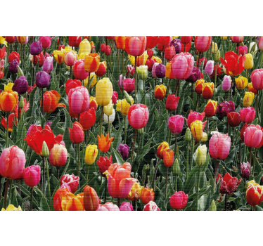 Rolgordijn woonkamer meerdere tulpen in een veld - TenStickers