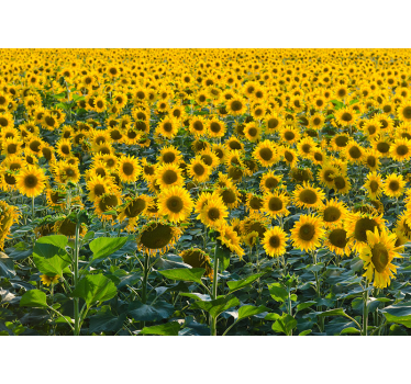 Rolgordijn woonkamer zonnebloemveld met zonsondergang - TenStickers