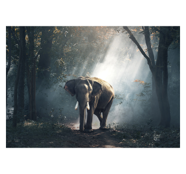 Rolgordijn woonkamer olifant in het bos - TenStickers