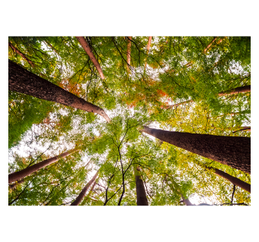 Rolgordijn woonkamer grote bomen in het bos - TenStickers
