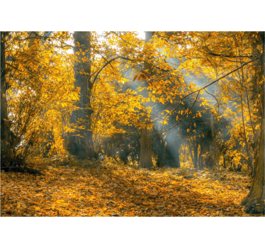 Rolgordijn woonkamer gouden herfst - TenStickers