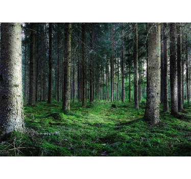 Rolgordijn woonkamer vochtig tropisch bos - TenStickers
