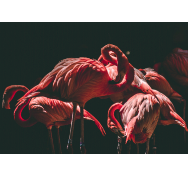 Rolgordijn woonkamer met verlichte roze flamingo's - TenStickers