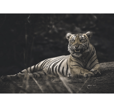Rolgordijn woonkamer tiger ligt ontspannen - TenStickers