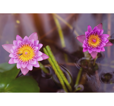 Rolgordijn woonkamer pink/paarse lotus - TenStickers