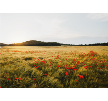 Rolgordijn woonkamer ma поле bij zonsondergang - TenStickers
