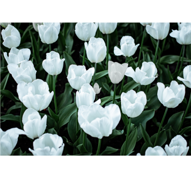 Rolgordijn woonkamer witte tulpen - TenStickers