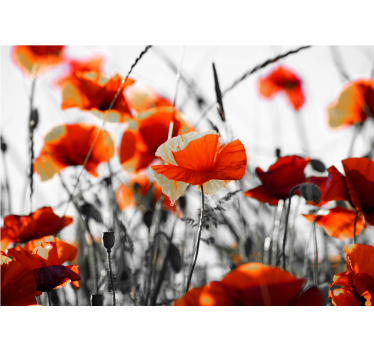 Rolgordijn woonkamer klaprozen bloemen rood zwart - TenStickers