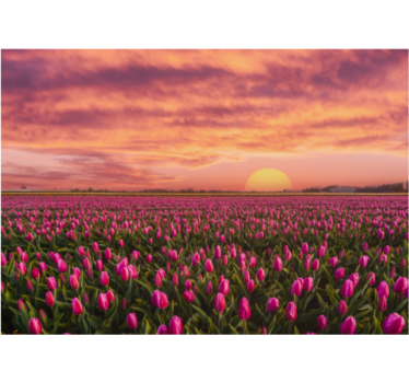 Rolgordijn woonkamer sunrise en tulpen - TenStickers