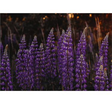 Rolgordijn woonkamer bos herleefd door paarse bloemen - TenStickers