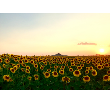 Rolgordijn woonkamer prachtig landschap met bloemen - TenStickers
