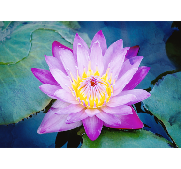 Rolgordijn woonkamer paarse lotus bloem - TenStickers